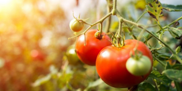 Tomates : Comment et quand faire les semis de tomate ?