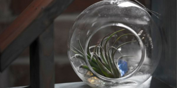 Déco : Le kit terrarium plante complet à faire soi-même