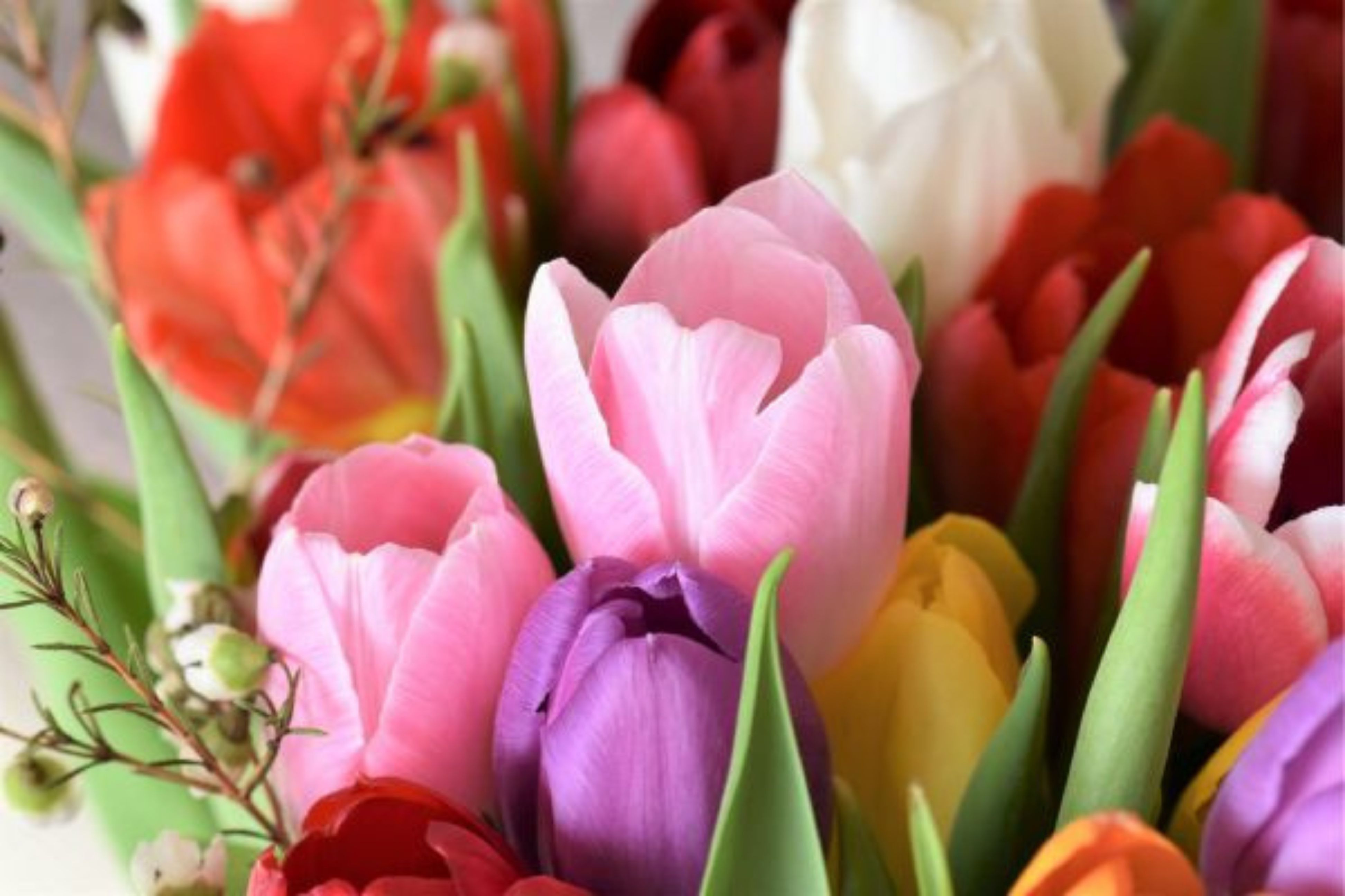 Pivoines Nobles Prima Vera - Bulbes Fleurs Jaunes Parfumées Vivaces Jardin AGRONOM