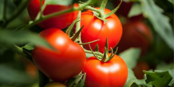 Repiquer Tomate : Quand, comment et temps entre repiquage et semis de tomates
