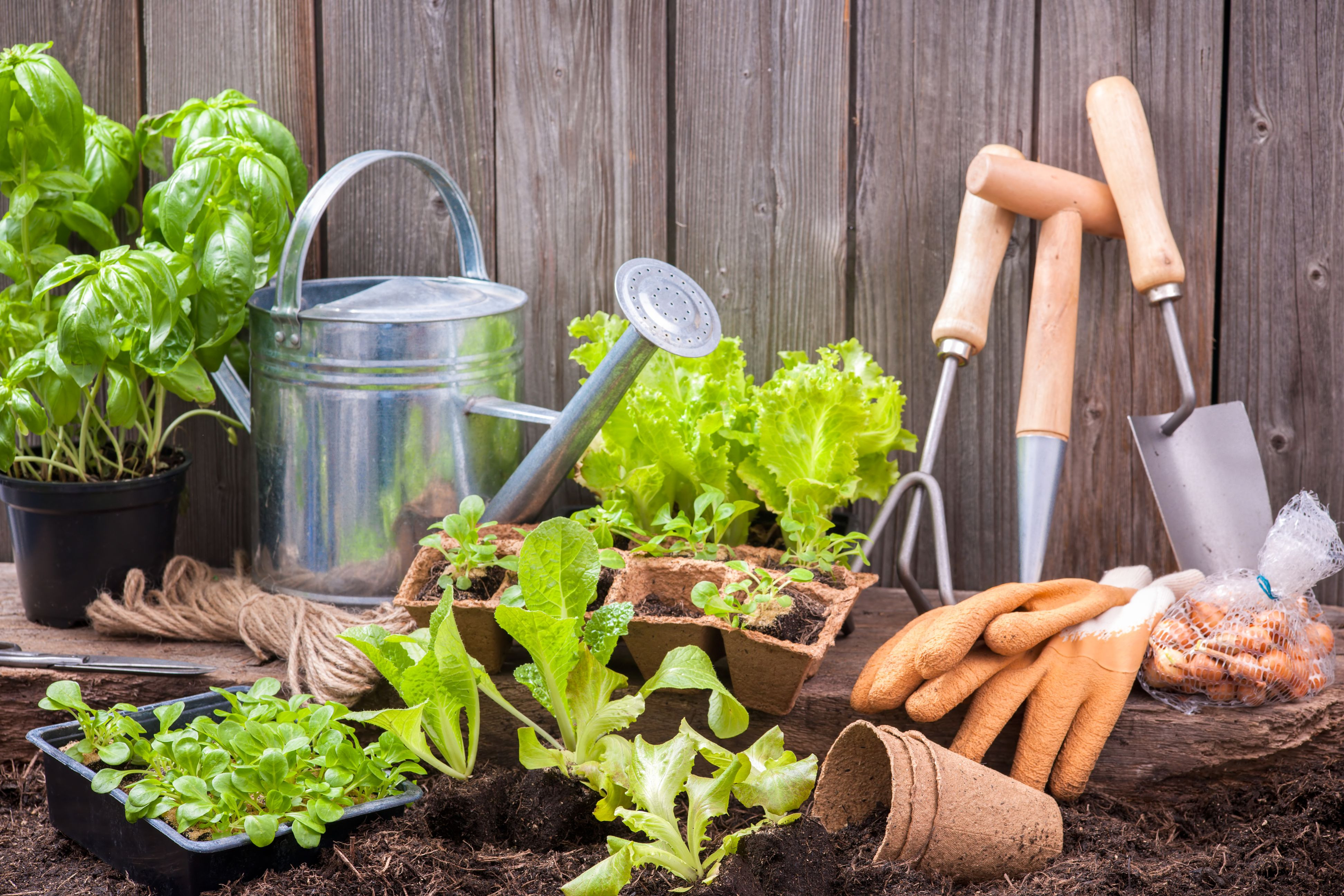 Jardinage pour débutant : conseils de pros - Côté Maison