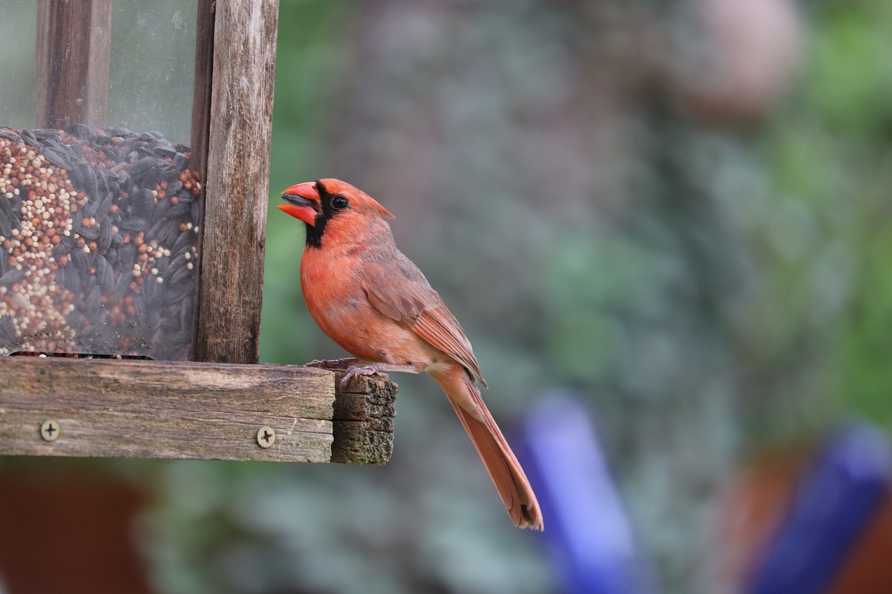 Vente mangeoire sur pied en bois pas cher pour oiseaux - PRÊT A JARDINER