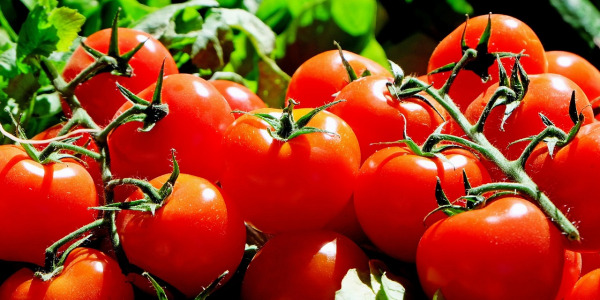 FAQ Tomate : Repiquer, Arroser et Plantation Tomate