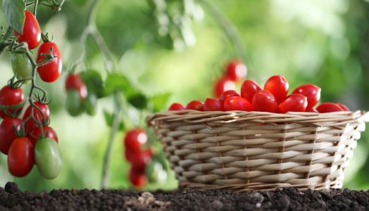Comment s'occuper d'un plant de tomate cerise ?