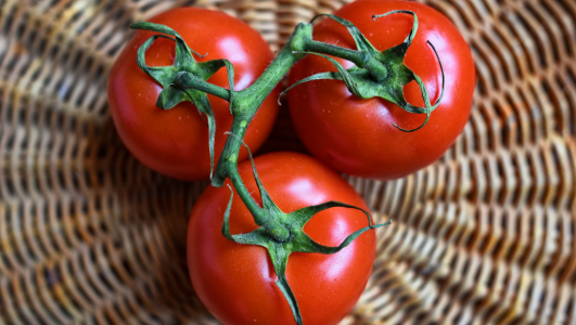 FAQ Tomate cerise : Planter, repiquer, faire pousser et arroser des tomates cerises
