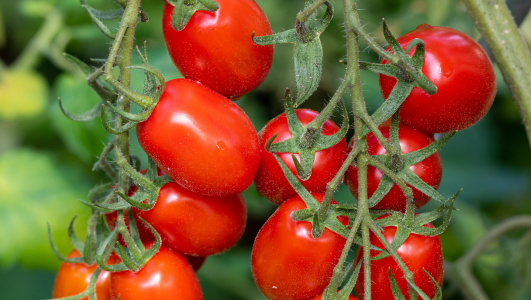 durée de vie d'un plant de tomate cerise 