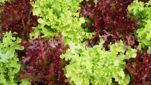 Planter des salades dans une jardinière, pot ou godet ?