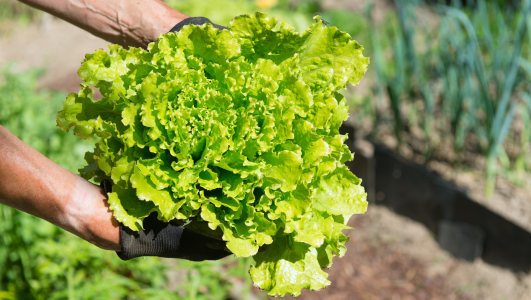 Comment planter des graines de salades ? 