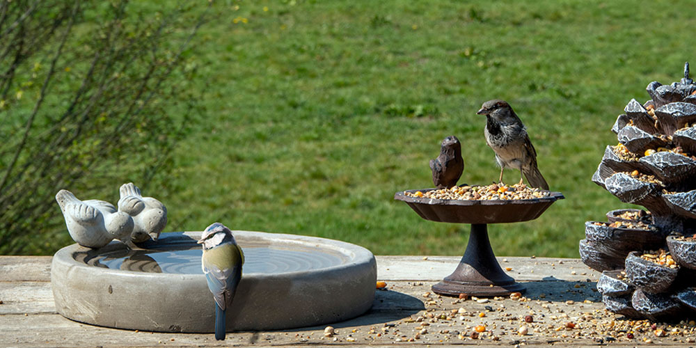 Abreuvoir et mangeoire à oiseaux, Tout pour l'animal