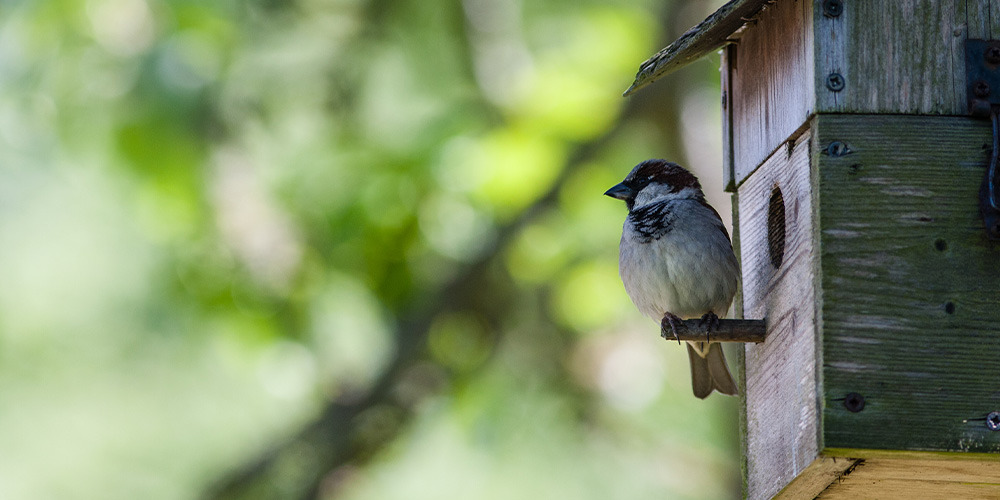 Animaux. Comment nourrir les oiseaux en hiver ?