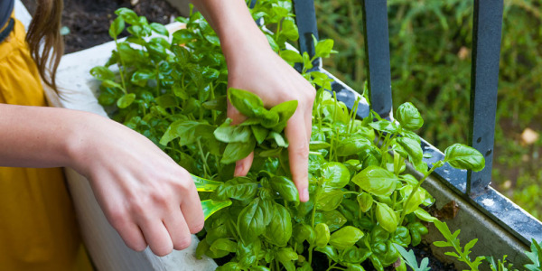 Créez votre espace de verdure avec un mini jardin installé sur votre balcon	