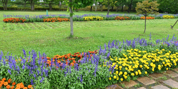 Comment créer un massif fleuri du printemps à l’automne ?