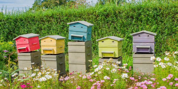 Les 4 saisons de l’apiculture