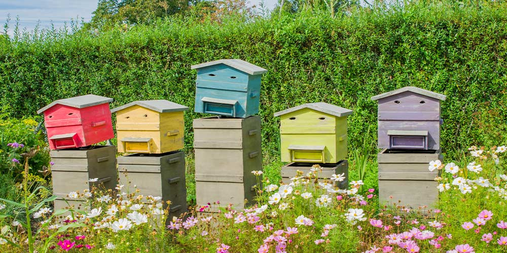 4 saisons en apiculture – Le travail des apiculteurs - PRÊT A JARDINER
