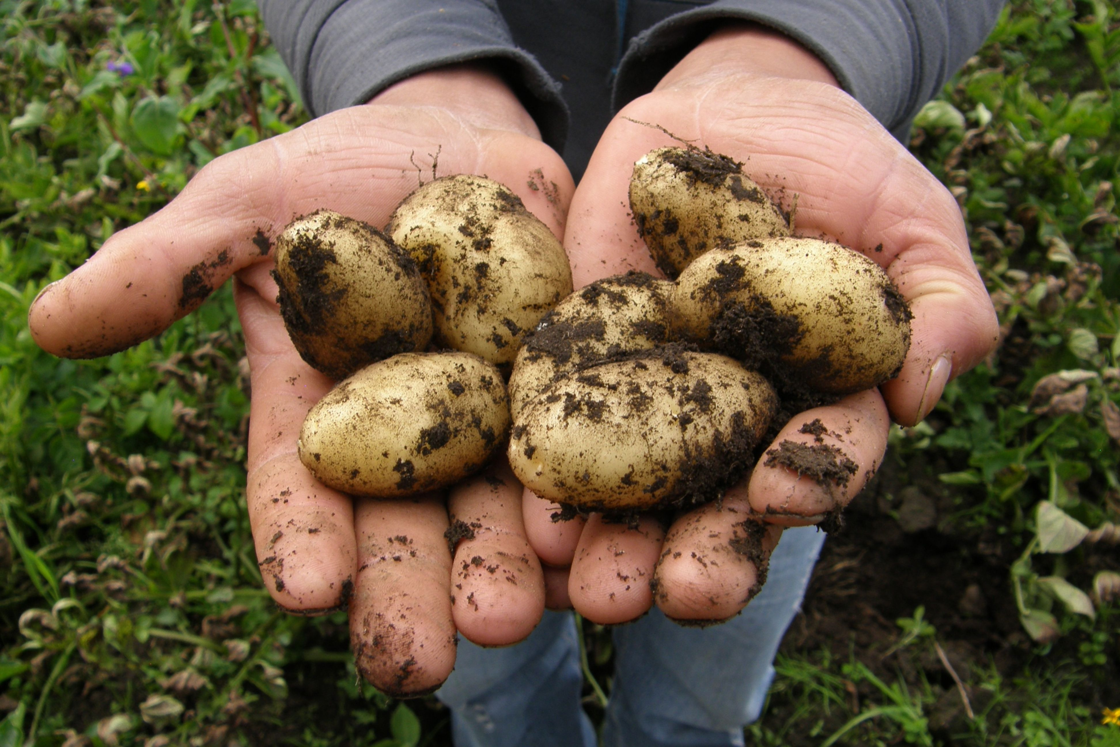 Conserver les pommes de terre plus longtemps : Trucs & Astuces