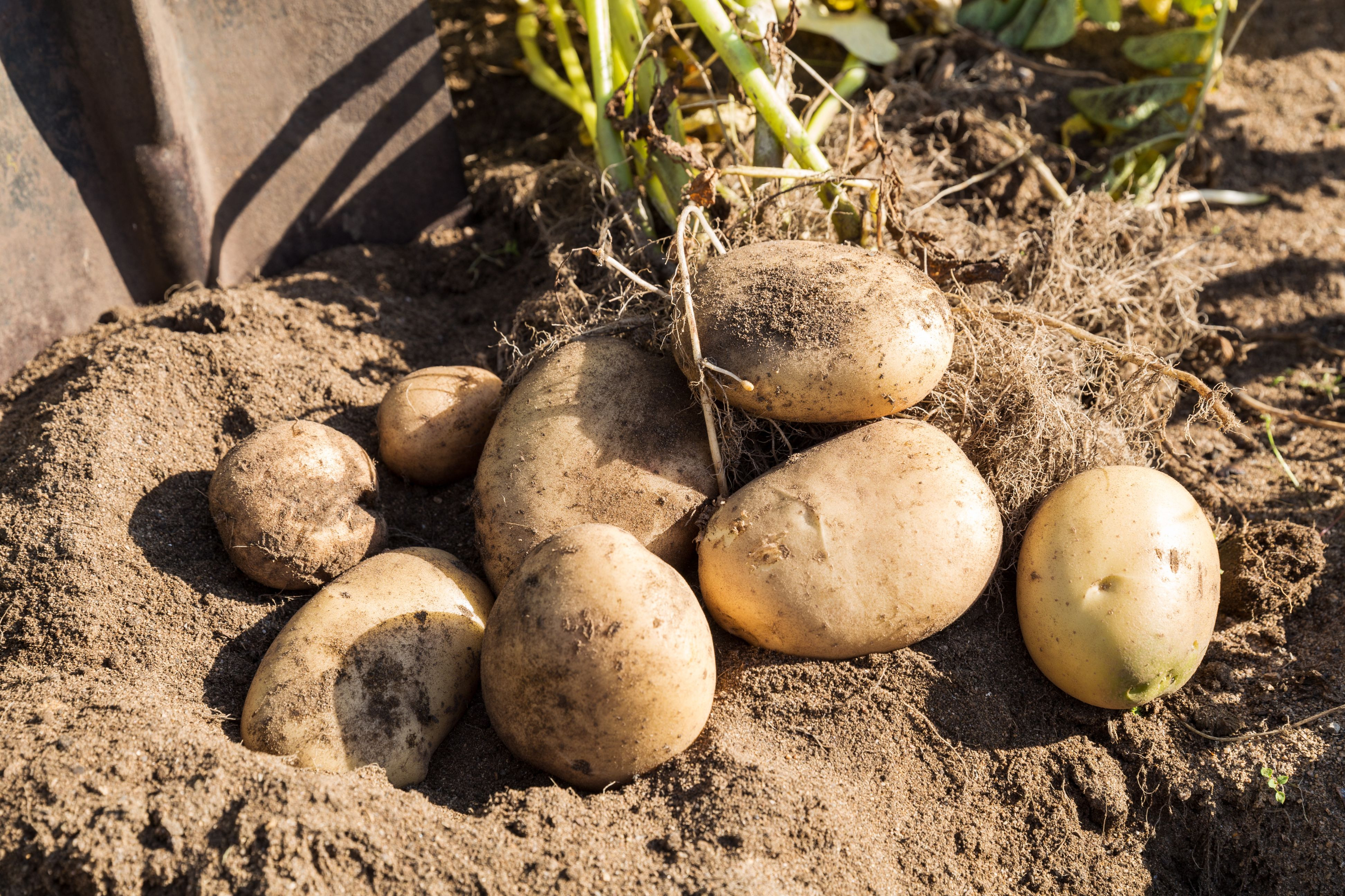 Quand planter les plants de pommes de terre ?