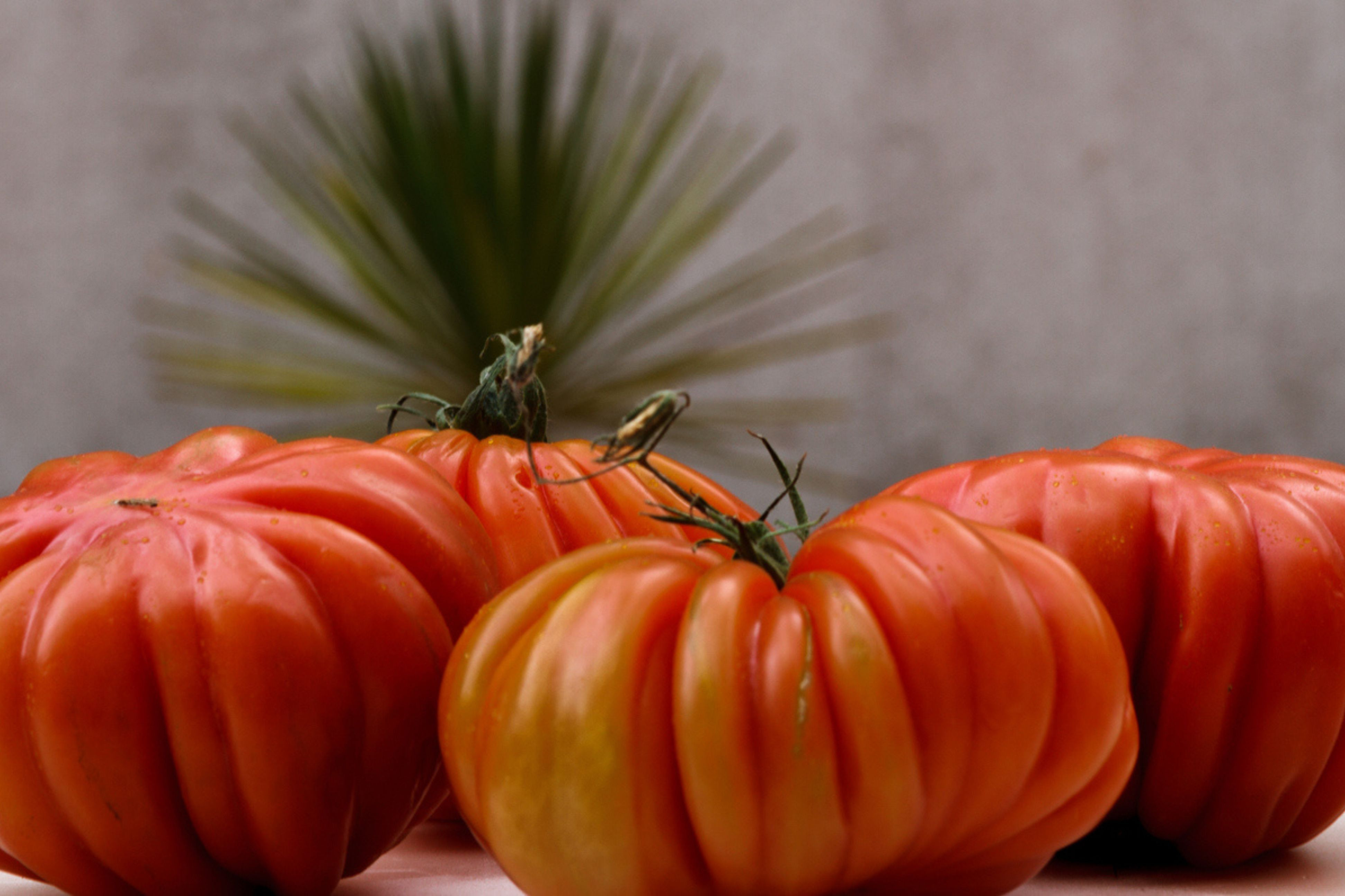 Comment planter des tomates et Jusqu'à quand peut on planter des tomates ?