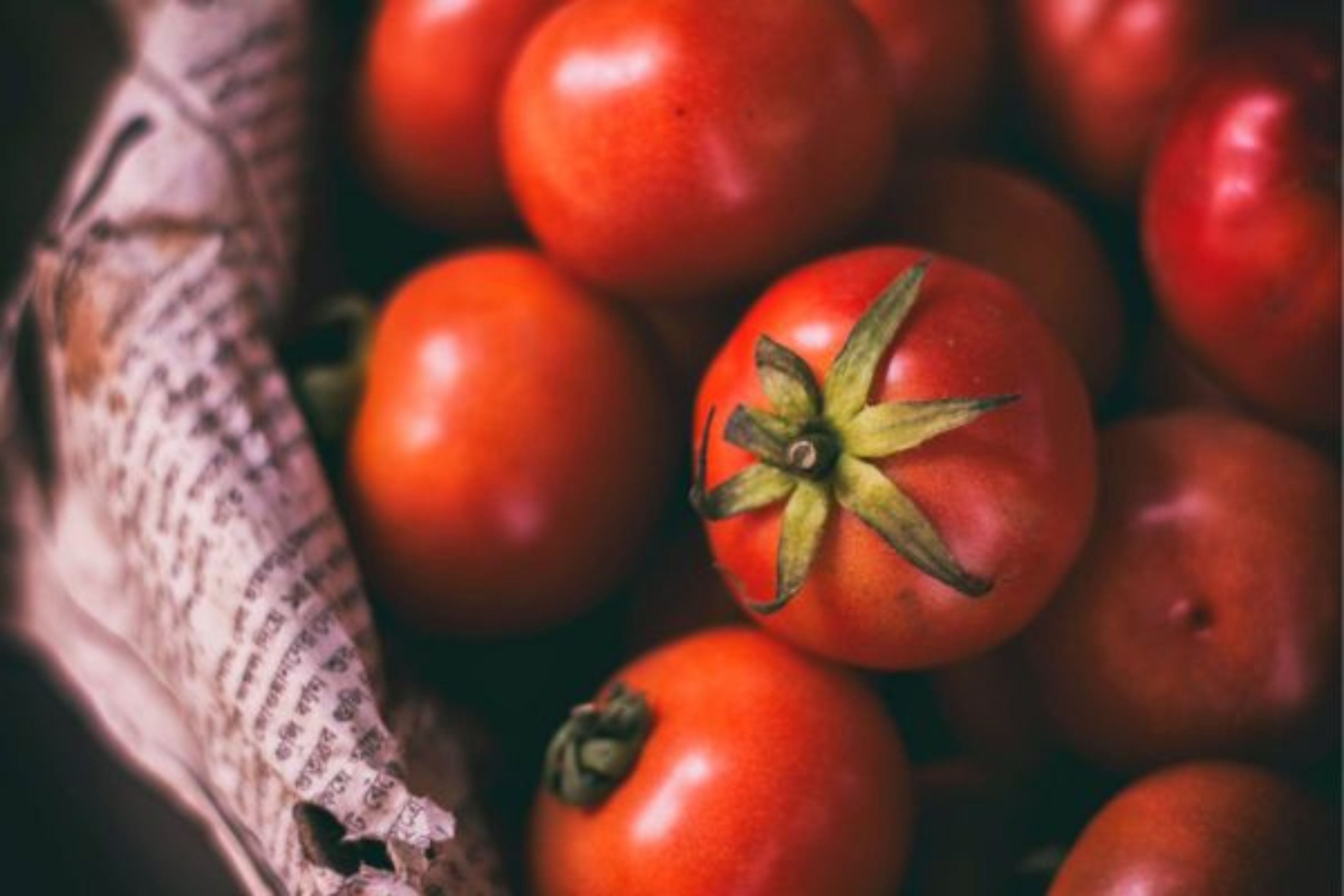 Quand semer les tomates en 2023 ? Date semis et évolution