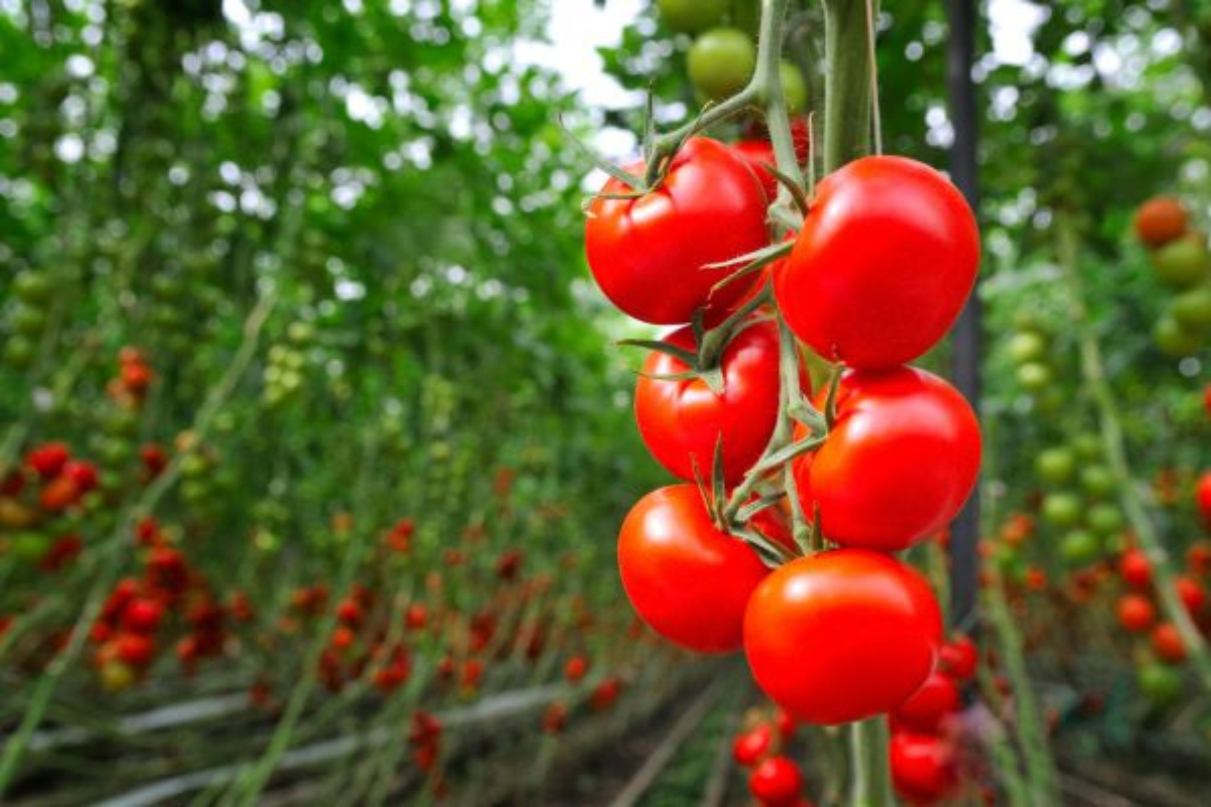 Fréquence d'arrosage des tomates : Arroser matin ou soir & combien de fois par semaine ?