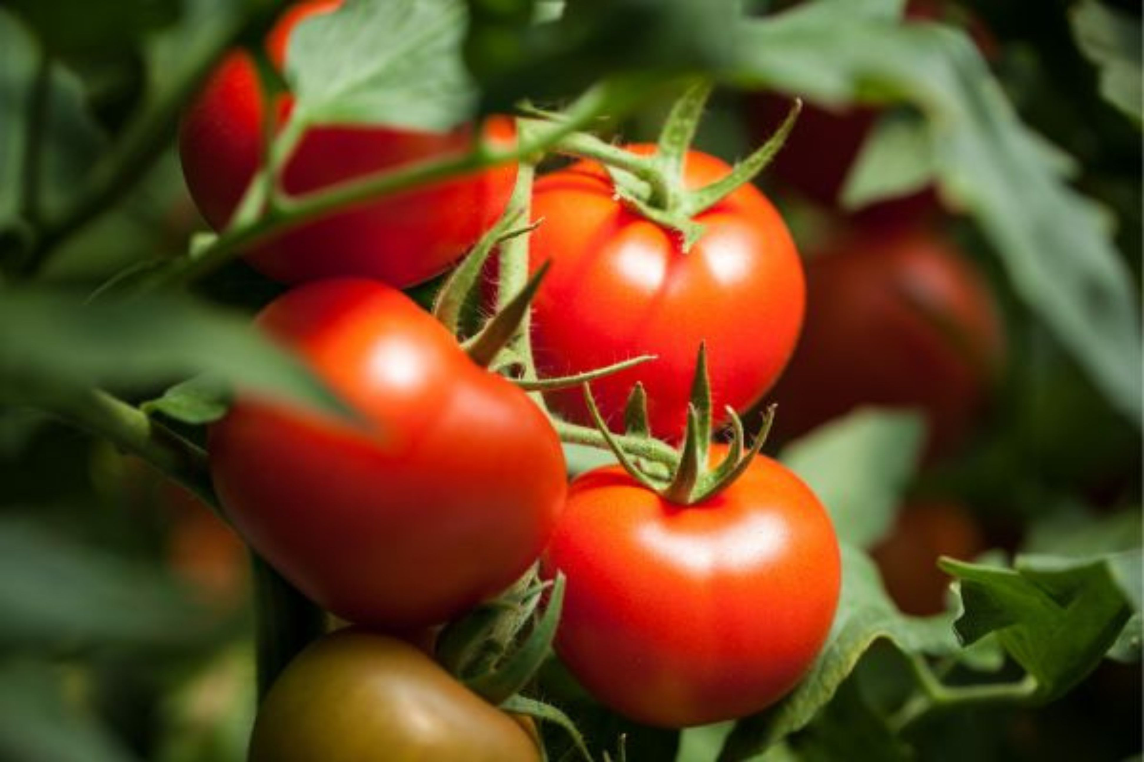 Repiquer Tomate : Quand, comment et temps entre repiquage et semis de tomates