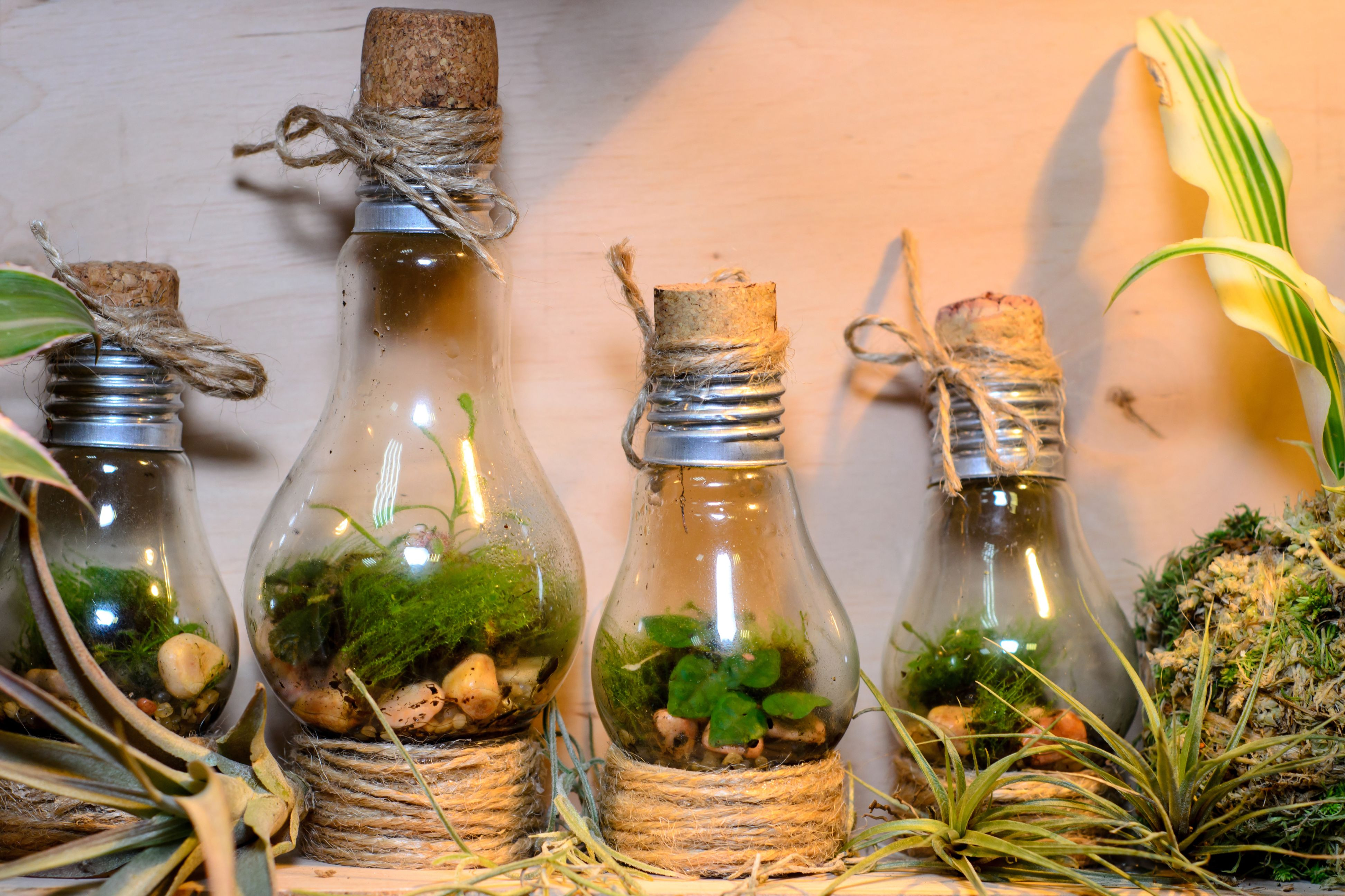 Terrarium bocal en verre fermé - Créer un mini jardin