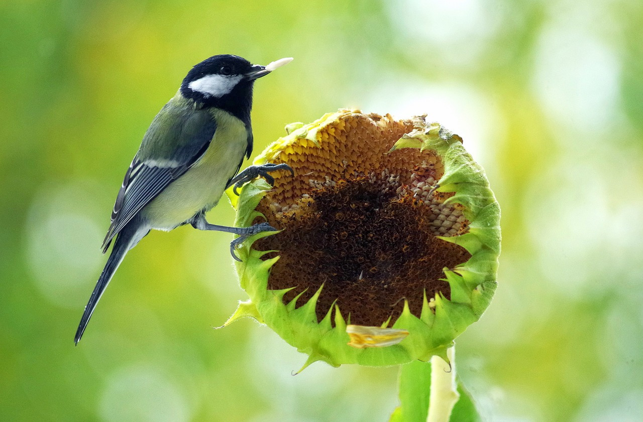 Comment nourrir les oiseaux sauvages et quelles graines leur donner ?