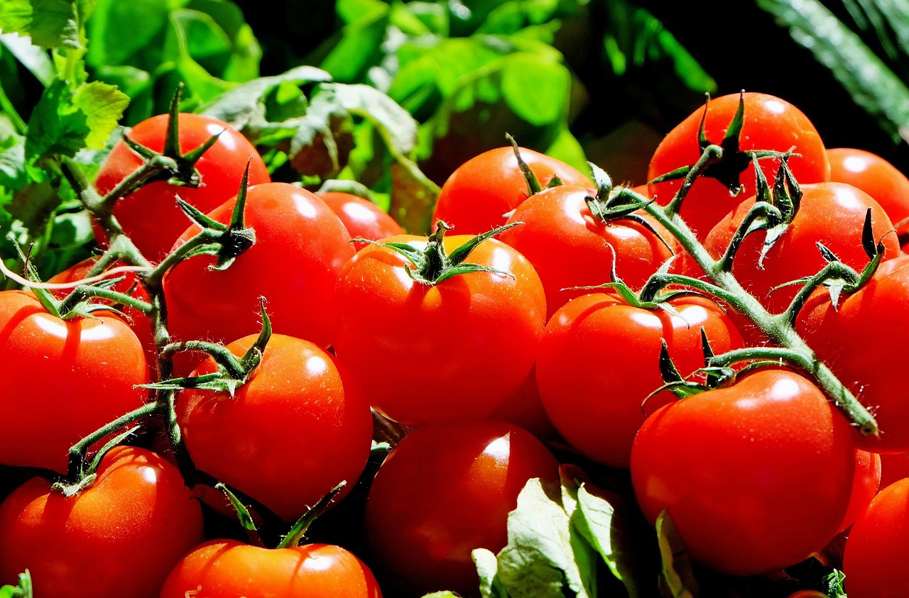 FAQ Tomate : Repiquer, Arroser et Plantation Tomate