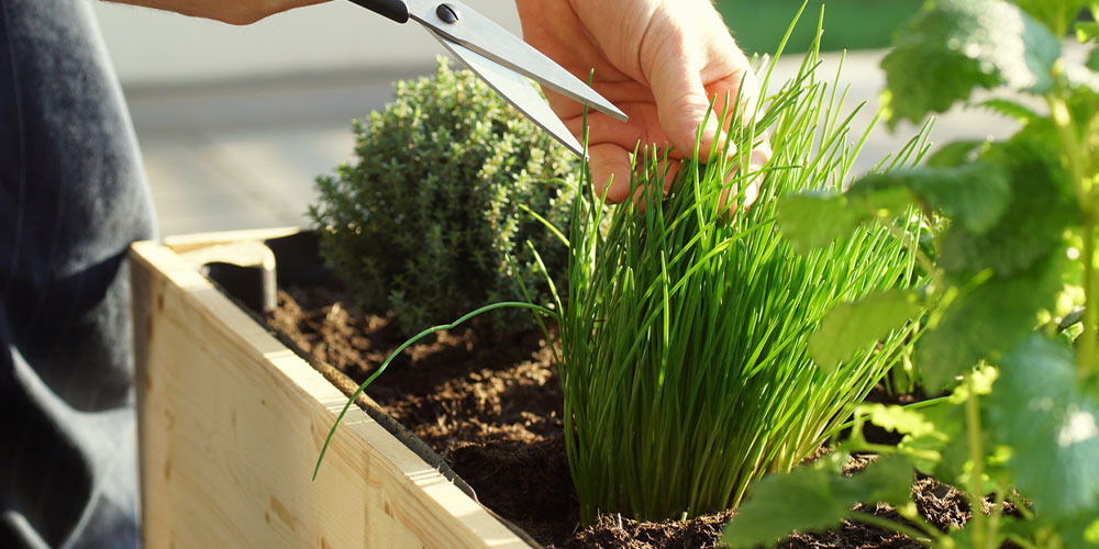 Quand et comment planter des herbes aromatiques ?