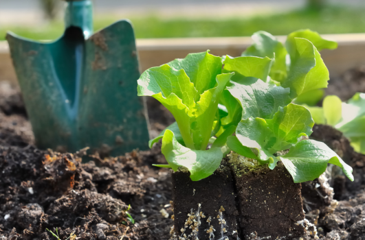 Comment et quand planter des salades en pleine terre ?