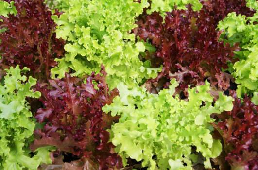 Planter des salades dans une jardinière, pot ou godet ?