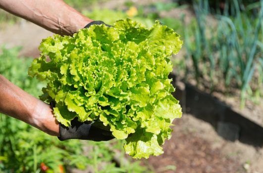 Comment planter des graines de salades ? 
