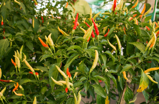 Semi de piment : Quand, où, comment semer ou planter