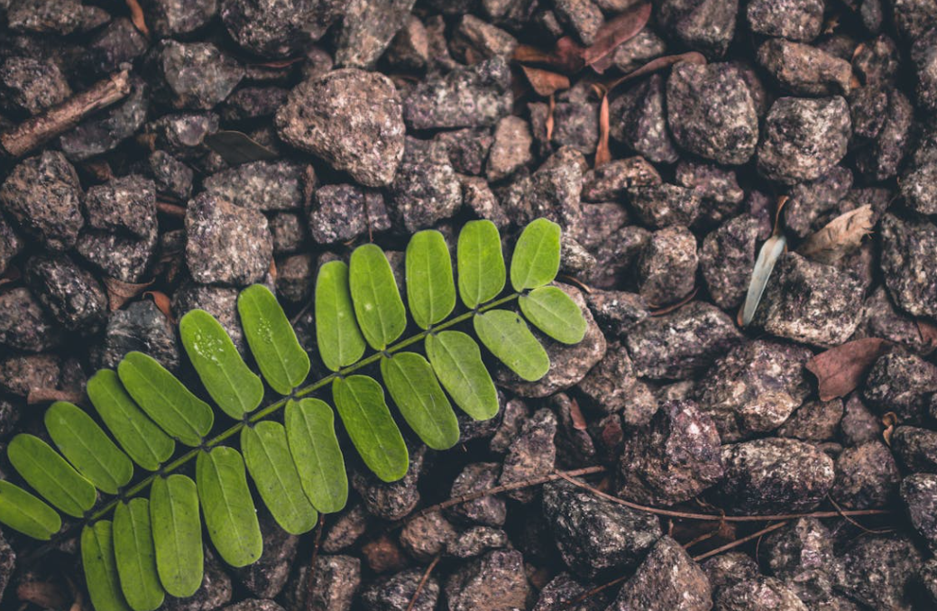 Comment empecher l'herbe de pousser dans le gravier ?