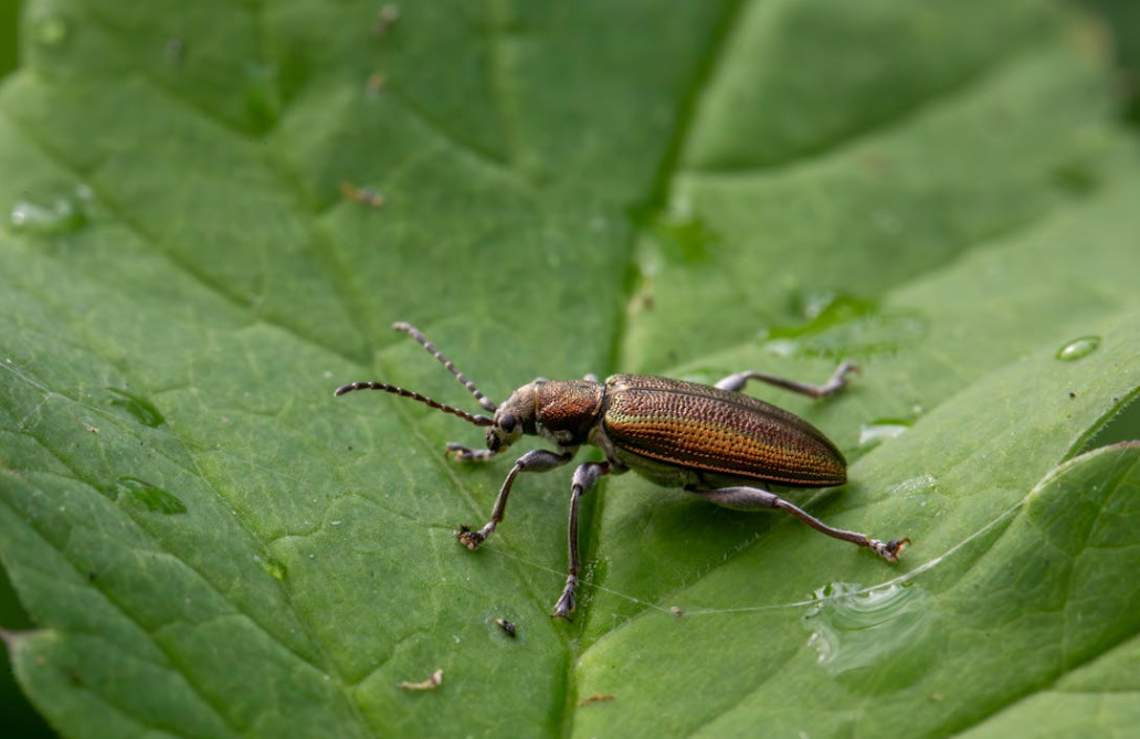 Achat en ligne de produits anti insecte pour jardin potager