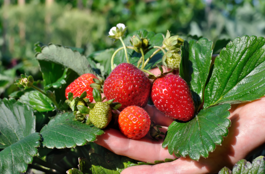 Comment booster les fraisiers