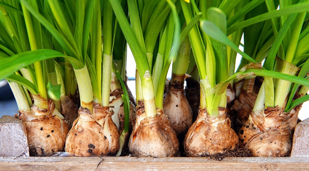 Quel bulbe planter en février ?
