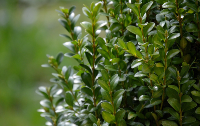 Buis : Quand planter, tailler & entretenir
