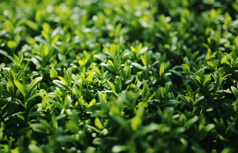 Ligustrum troene : Quand planter, tailler & entretenir