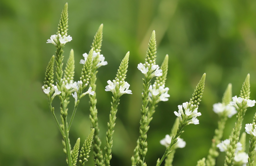 Plant Verveine : Quand et comment planter ?