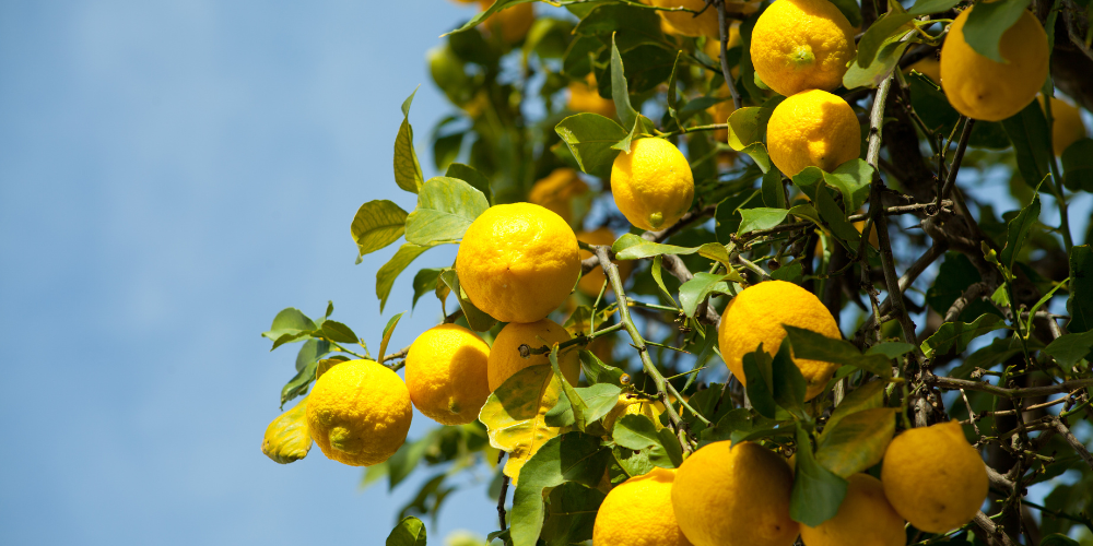 Nos astuces pour un citronnier en pleine forme