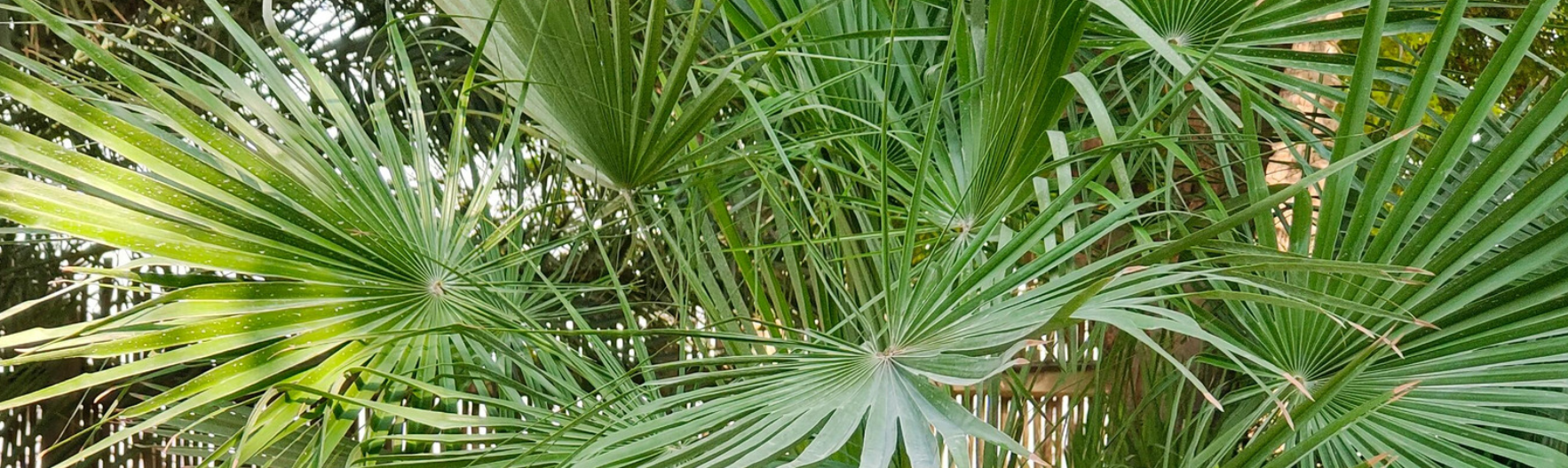 Entretenir un palmier nain en pot facilement : guide complet