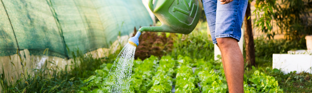 Arrosage pendant les vacances : arroser vos plantes 7, 10 ou 15 jours (tableau + solutions)