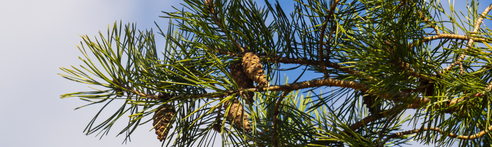Pin : quelles sont les différentes espèces et variétés de cet arbre ?