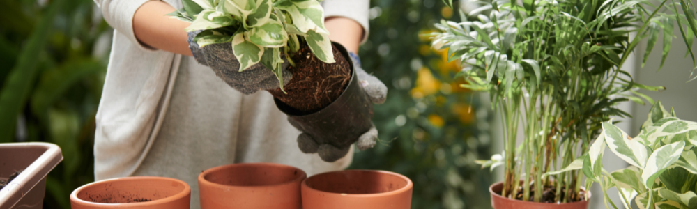 Rempotage : quand rempoter une plante et quelle taille de pot choisir (guide simple)