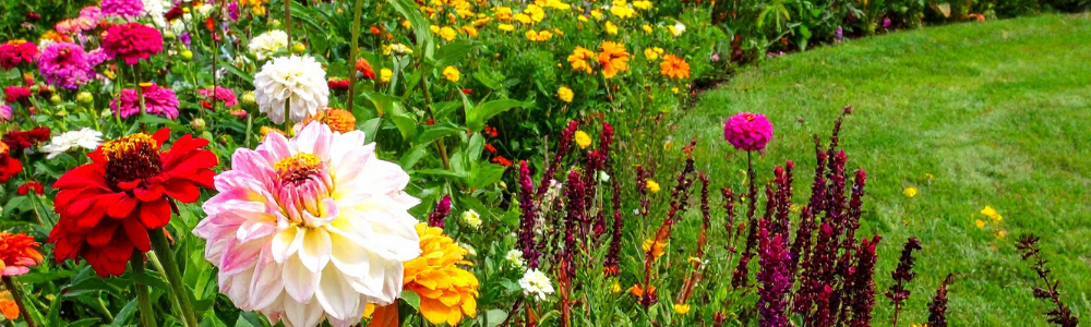 Quelles plantes choisir pour son jardin ? Guide complet pour planter et entretenir facilement