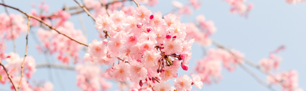 Que planter dans son jardin au printemps ? (arbustes, rosiers, bulbes…)