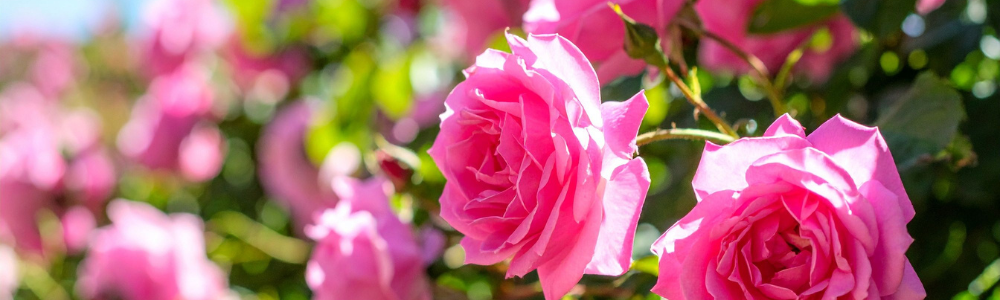 Rosier en pot ou en pleine terre : lequel choisir pour votre jardin ?