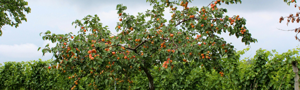 Quel arbre fruitier planter au printemps pour débuter facilement ?