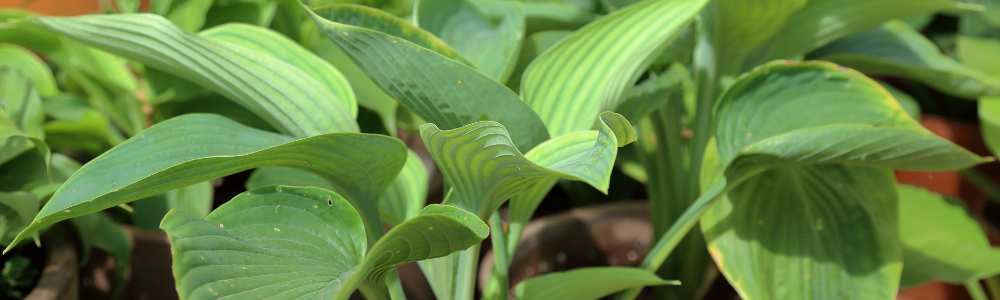 Quelles plantes vivaces choisir pour son jardin ?