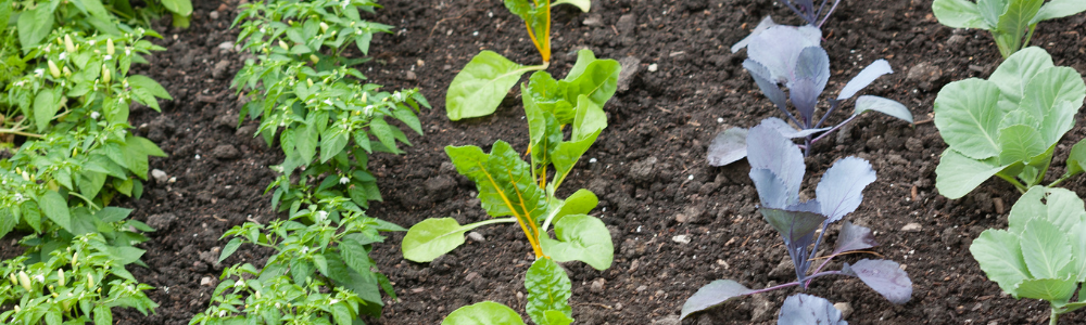 Quels plants de légumes planter en mai pour réussir facilement son potager ? (Variétés faciles + récolte rapide)